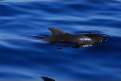 gf-planes-familia-cetaceos