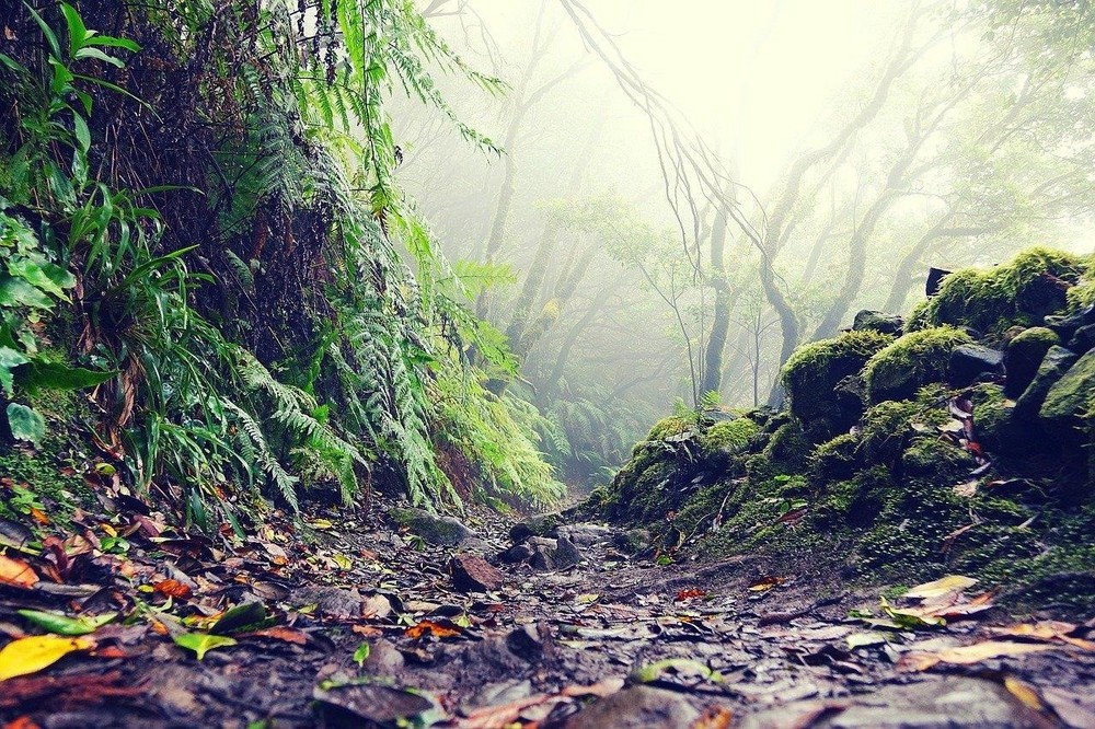 best tours and excursions in Tenerife